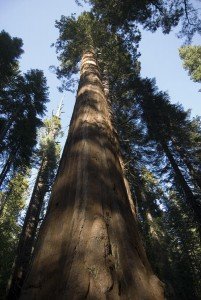 Giant Redwood