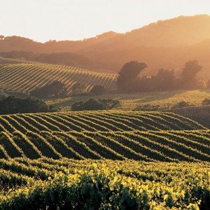 The Napa Valley Wine Country