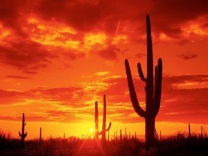 Saguaro National park