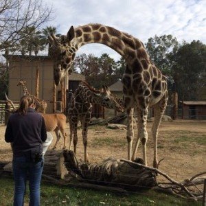 Fresno Chaffee Zoo