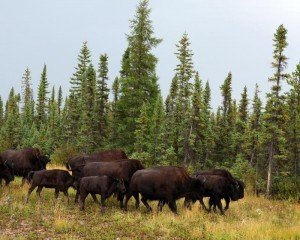 the Wood Buffalo National Park