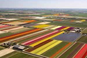 Fields of tulips in the Netherlands
