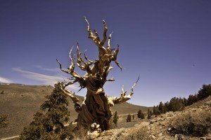 Bristlecone Forest