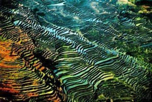 Yunnan rice terraces