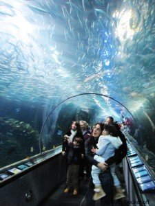 Aquarium of the Bay