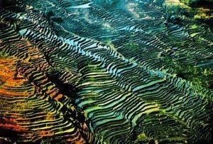 Yunnan rice terrace