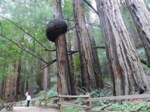 Muir Woods, Mill Valley