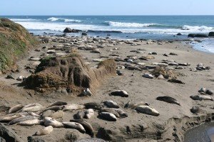 Ano Nuevo State Park, Pescadero