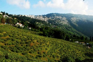 Happy Valley Tea Estate