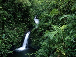 monteverde-cloud-forest-reserve-waterfall[1]