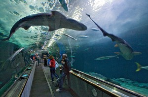 San Francisco Aquarium of the Bay