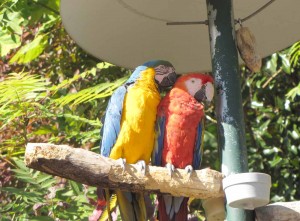 Parrot Mountain and Gardens